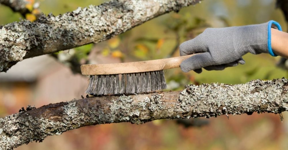 Faut Il Enlever Mousses Et Lichens Des Arbres Fruitiers