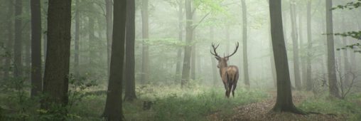 Black Un C L Bre Cerf Abattu Lors D Une Chasse Courre Dans L Oise