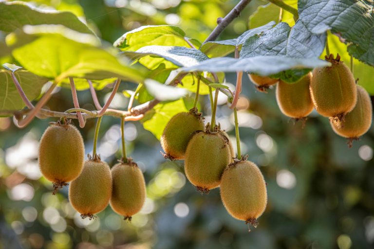 Plantes Ne Surtout Pas Oublier De Tailler En Hiver Pour Une Bonne