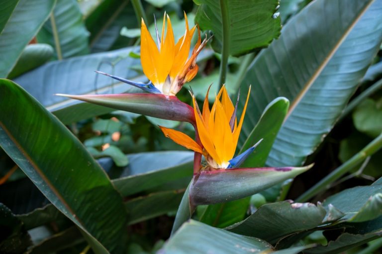 10 plantes exotiques fascinantes à installer au jardin