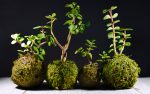 Le Kokedama L Art V G Tal Japonais Qui Transforme Vos Plantes En