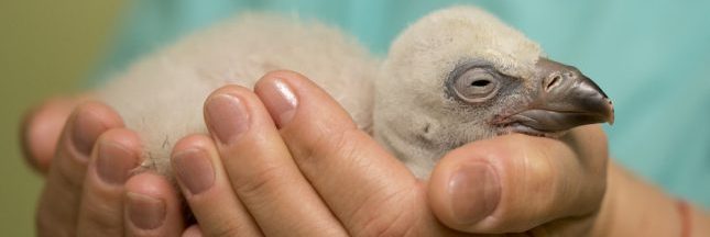 Video Au Zoo D Amsterdam Un Bebe Vautour Nait Avec 2 Papas