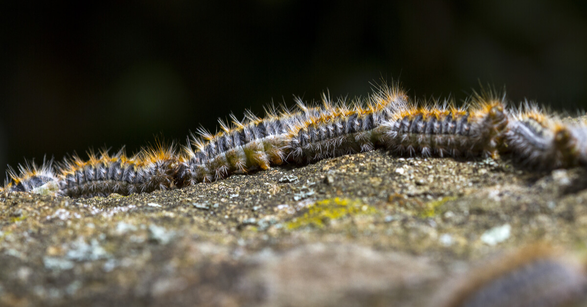 Comment Lutter Contre La Chenille Processionnaire Du Pin