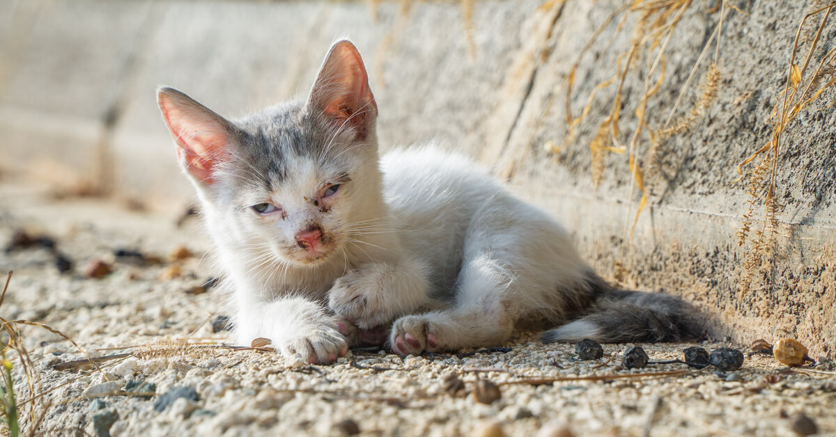 Un Bebe Animal Blesse Qui Appeler Et Que Faire