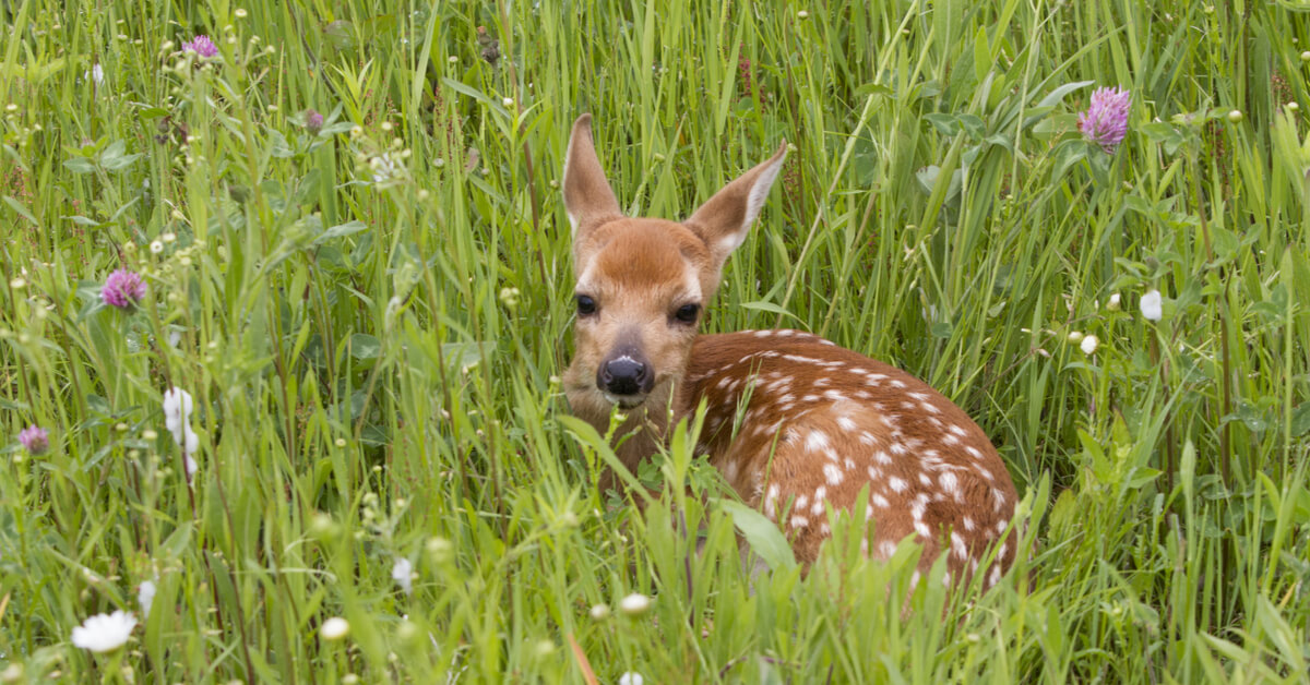 Sauvons Bambi Des Drones Au Service De La Biodiversite