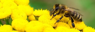 Les abeilles en danger