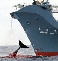 chasse baleines