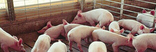  consommation d'antibiotiques vétérinaires porcs