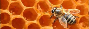 abeille-miel-1-300x100.jpg