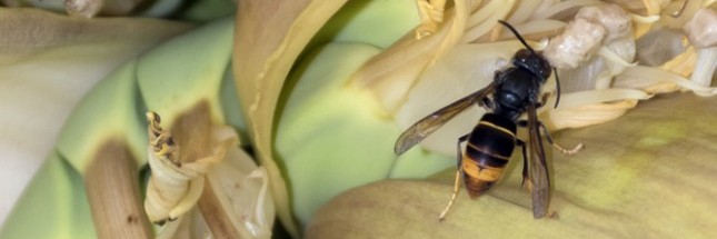 Le Frelon Asiatique Le Predateur De Nos Abeilles