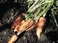 carottes jardin