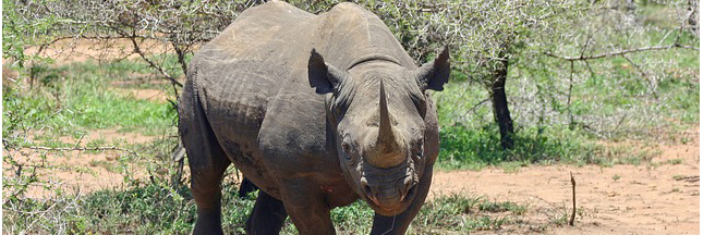 Protection Des Espèces Où En Est On Consoglobe