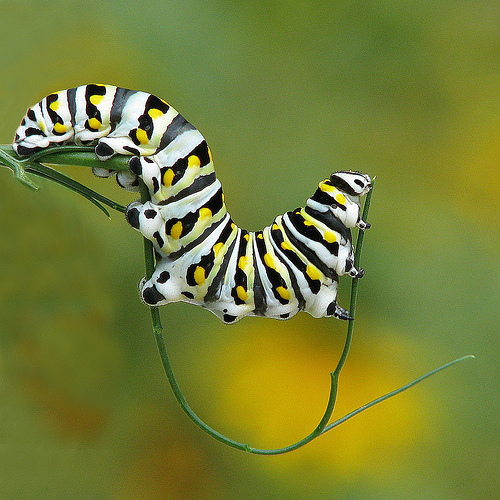 animaux-23-Black-swallowtail-caterpillar_georgie-usa_vicki-De-Loach