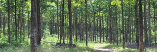 Déforestation - L'Europe interdit de vente le bois illégal
