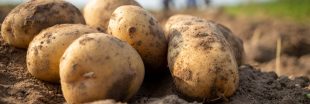 Les pommes de terre, des bienfaits nutritionnels intéressants