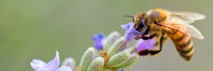 Abeilles et pollinisateurs : mieux les connaitre pour mieux les protéger