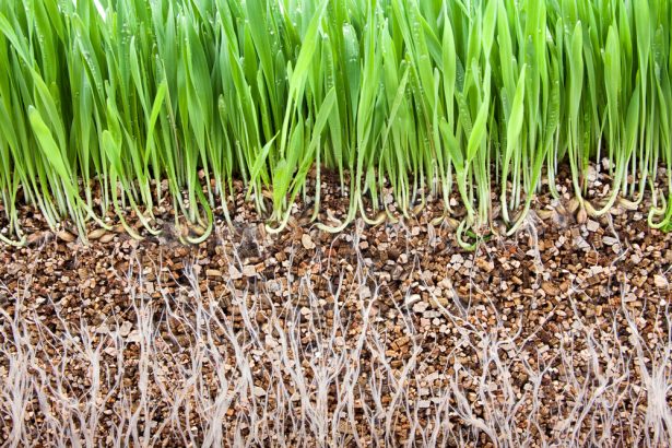 Non, la vermiculite horticole ne contient pas d'amiante - Jardinier  paresseux