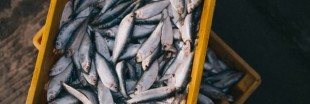 Pêche en eaux profondes : quelques distributeurs renoncent