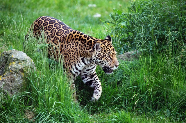 Seize faits fascinants sur le jaguar