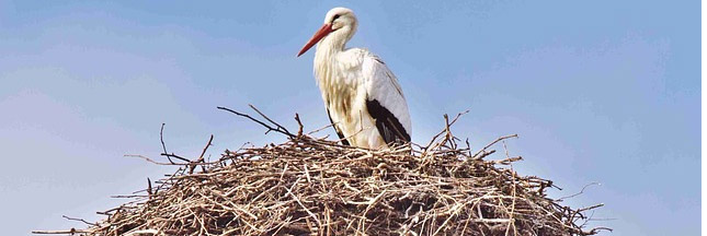 Idée Reçue Les Oiseaux Dorment Dans Un Nid Doiseau