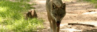 Plan loup : la chasse au loup recommence