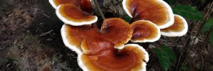 Le ganoderma (reishi) : un champignon méconnu aux mille vertus