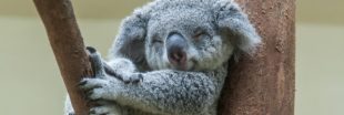 Espèces menacées : le koala pourrait bientôt s'éteindre