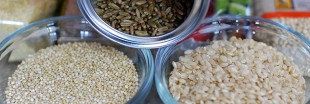 Le Quinoa, "mère des graines"