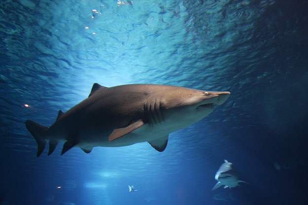 Aileron de requin en plastique sans poinçon de modification de