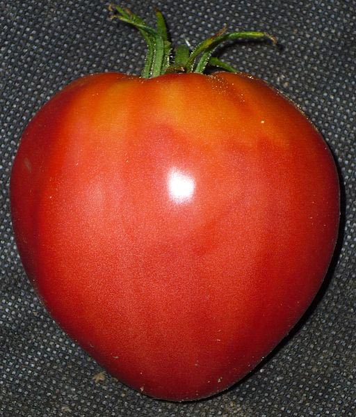 La vraie tomate cœur de bœuf