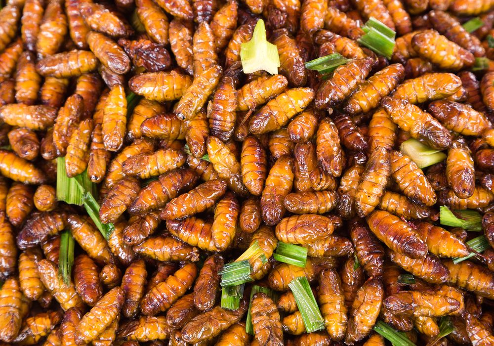 Les insectes comestibles en vente prochainement - The Day