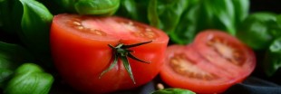 Tomates : le fruit-légume qu'on a failli ne jamais manger
