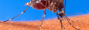Les anti-moustiques au DEET aussi dangereux que des pesticides ?