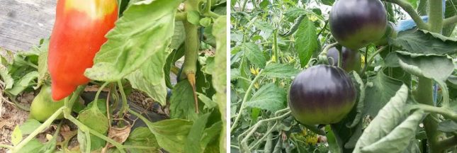 Des variétés de tomates originales