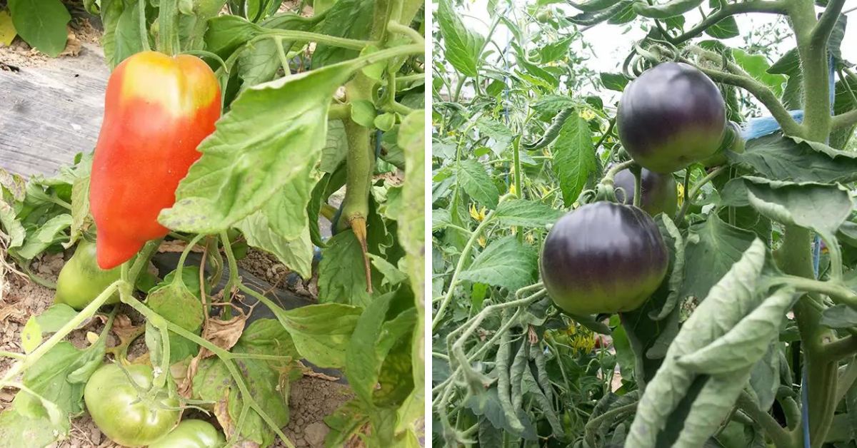 Tomate Noire de Crimée – Variété ancienne produisant de gros fruits