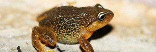 La grenouille aux sourcils jaunes : une nouvelle espèce découverte en Colombie