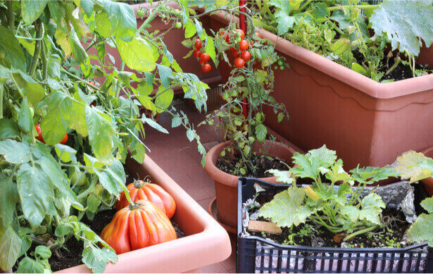 Jardiner en ville : que faire pousser sur un balcon ?