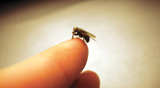 Comment se débarrasser efficacement des mouches ?