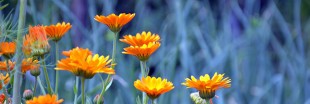 Apaisez vos coups de soleil avec l'huile au calendula bio