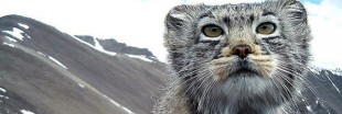 Les fabuleux clichés d'un Chat de Pallas, un félin des plus mystérieux