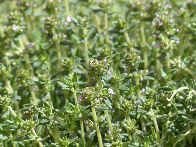 herbes provence thym