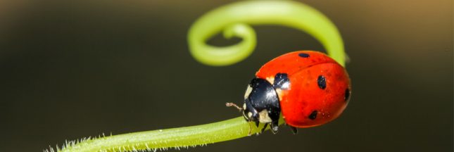 lutte biologique