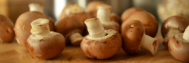 Comment Conserver Ses Champignons