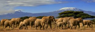 Les éléphants d'Afrique toujours en voie de disparition !