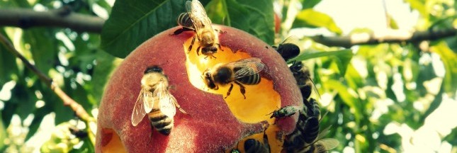 abeilles, insecticides, traitement