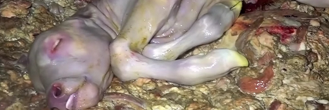 De nouvelles images insoutenables dans un abattoir : des foetus de veaux jetés à la poubelle