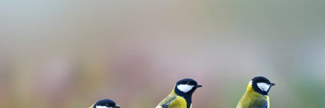 Ce week-end, participez au comptage national des oiseaux des jardins