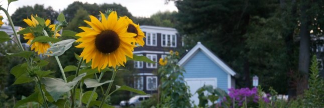 L'agriculture en ville gagne du terrain : 5 projets qui le démontrent de par le monde