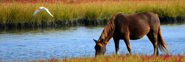 Viande de cheval : plus aucune trace dans les lasagnes