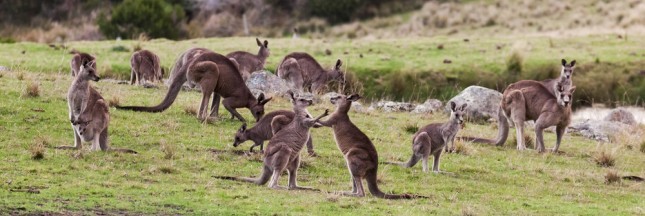 L Australie Va T Elle Abattre 1 Million De Kangourous